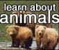 learn about animals
