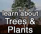 learn about trees and plants