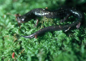 Cheat Mountain Salamander
