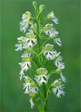 Eastern Prairie Fringed Orchid
