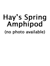 Hay's Spring Amphipod