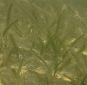 Johnson's Seagrass