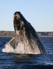 Right Whale (Australis)